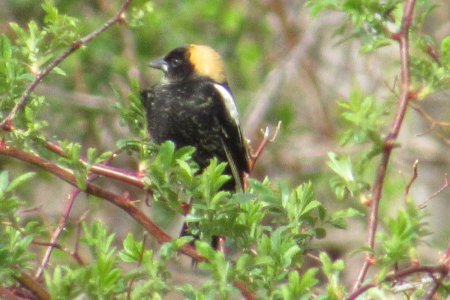 A male Bobolink at Belleisle Marsh on May 11, 2021 - Larry Neily